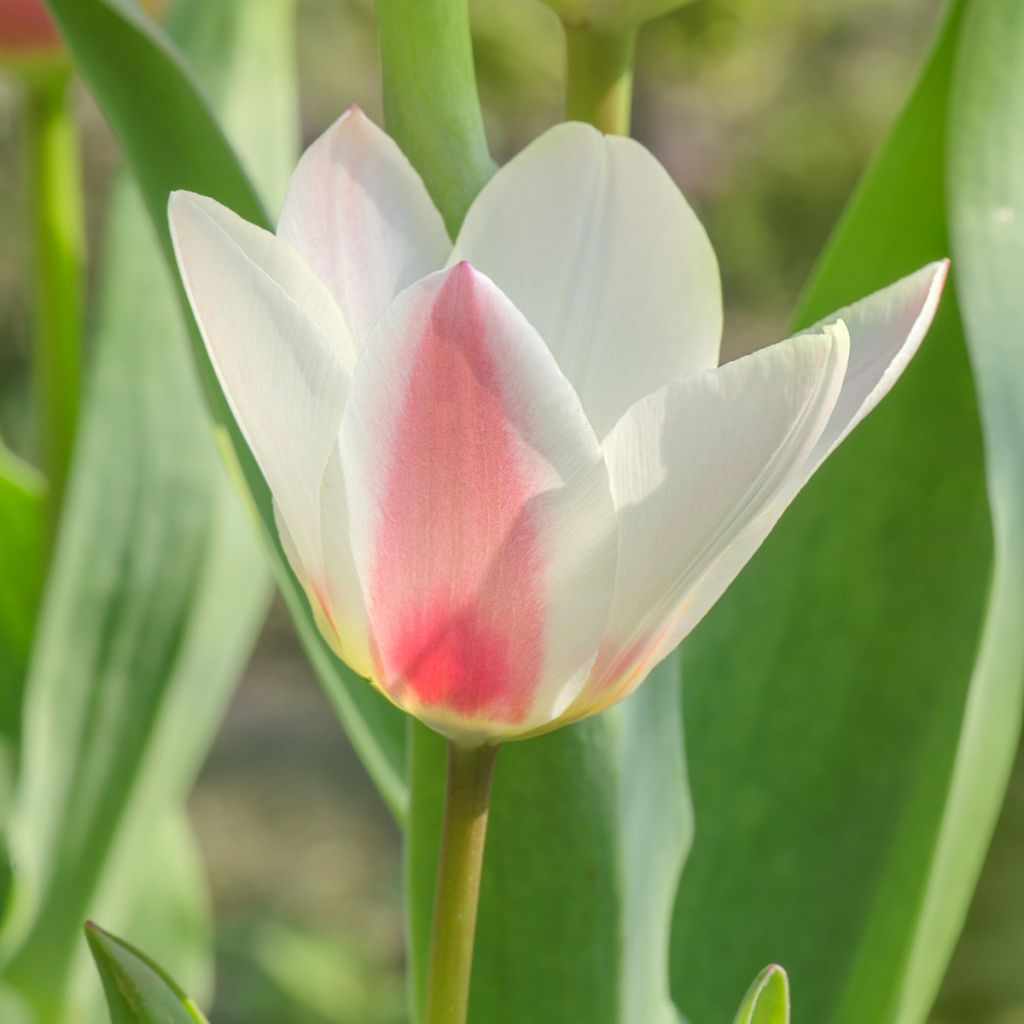 Tulipe botanique greigii Mary Ann