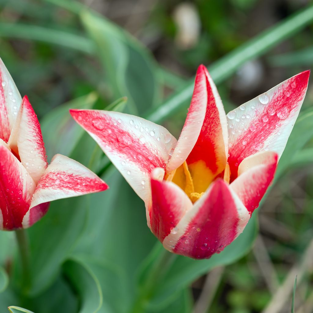 Tulipe botanique greigii Pinocchio