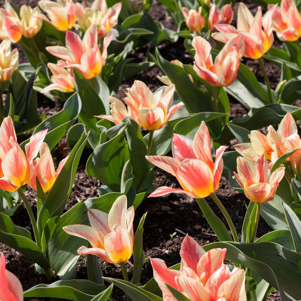 Tulipe botanique greigii Pinocchio