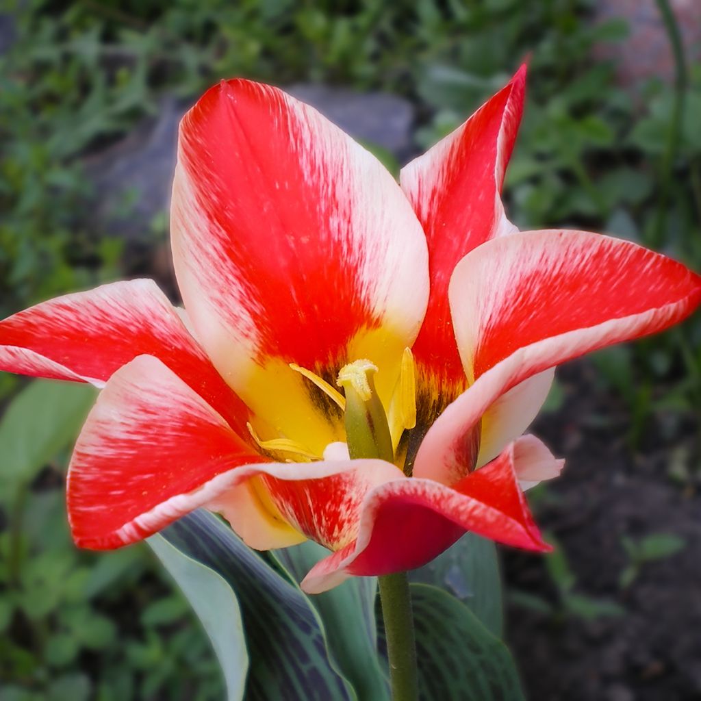 Tulipe botanique greigii Pinocchio