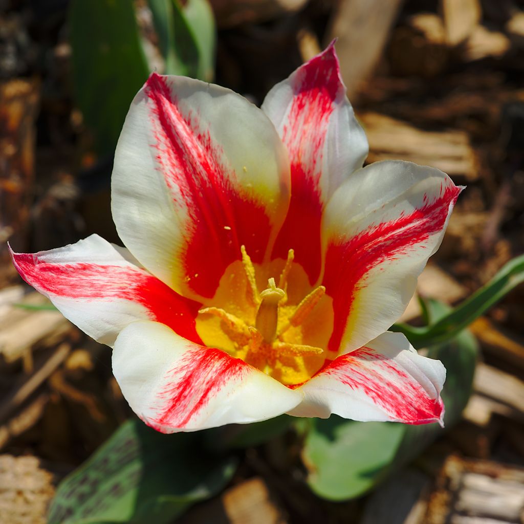 Tulipe botanique greigii Pinocchio