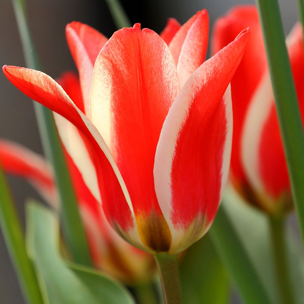 Tulipe botanique greigii Pinocchio