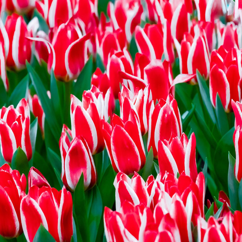 Tulipe botanique greigii Plaisir 