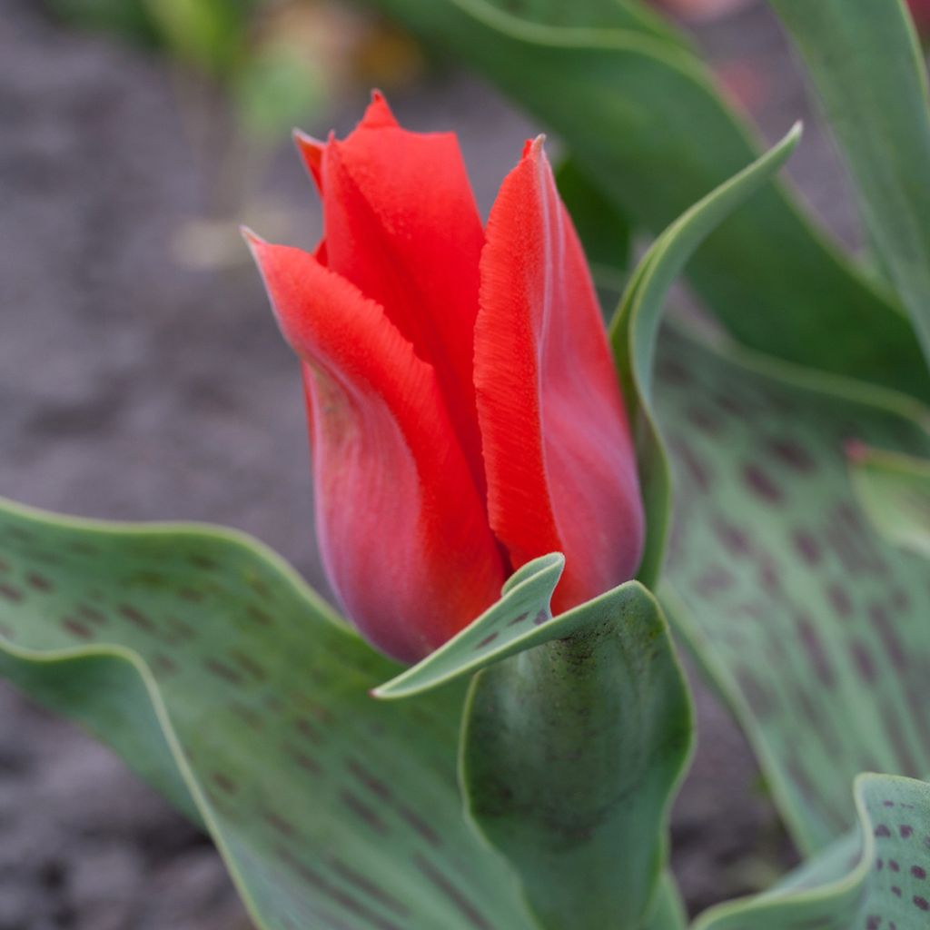 Tulipe botanique greigii Princesse Charmante