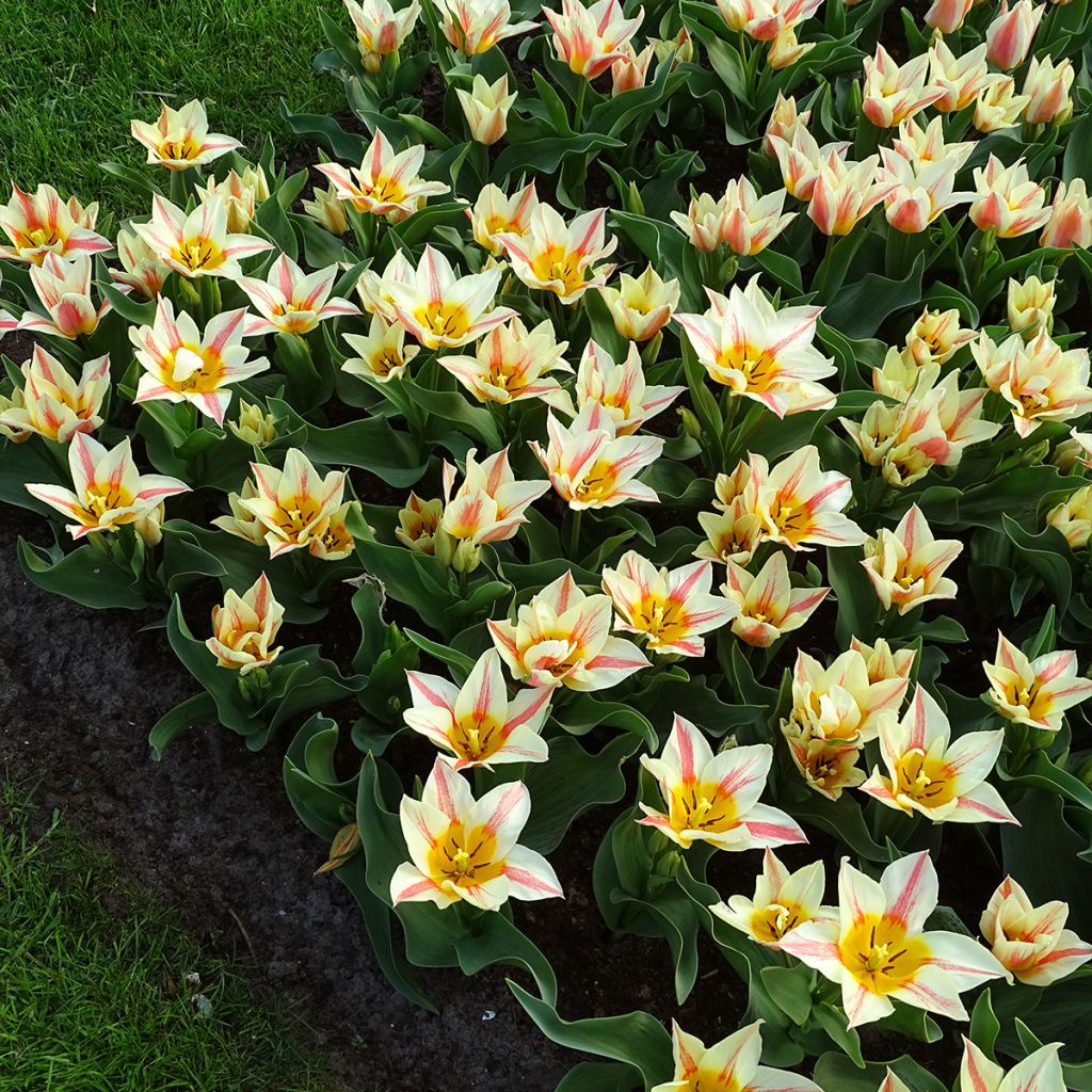 Tulipe botanique greigii Quebec