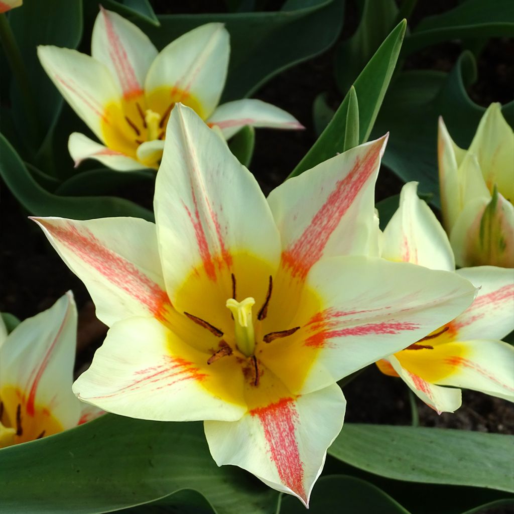 Tulipe botanique greigii Quebec