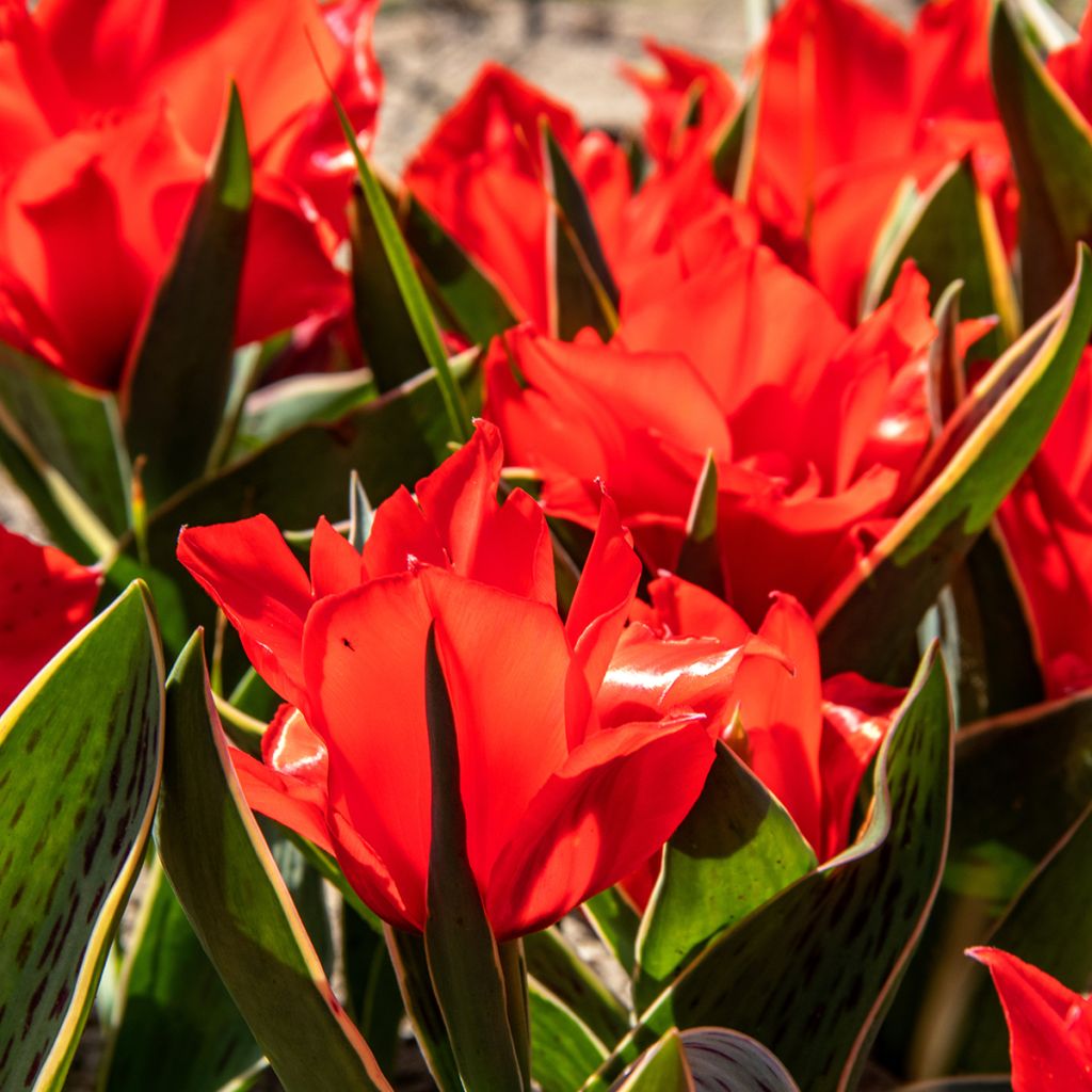 Tulipe botanique greigii Rob Verlinden*