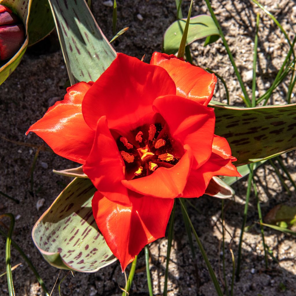 Tulipe botanique greigii Rob Verlinden*