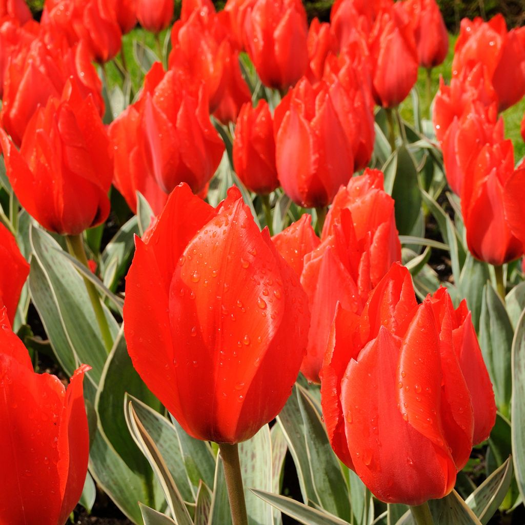 Tulipe botanique greigii Rob Verlinden*
