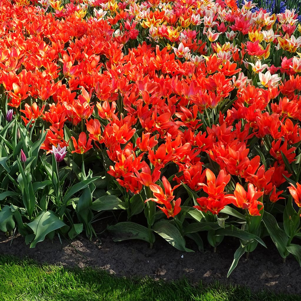 Tulipe botanique greigii Toronto