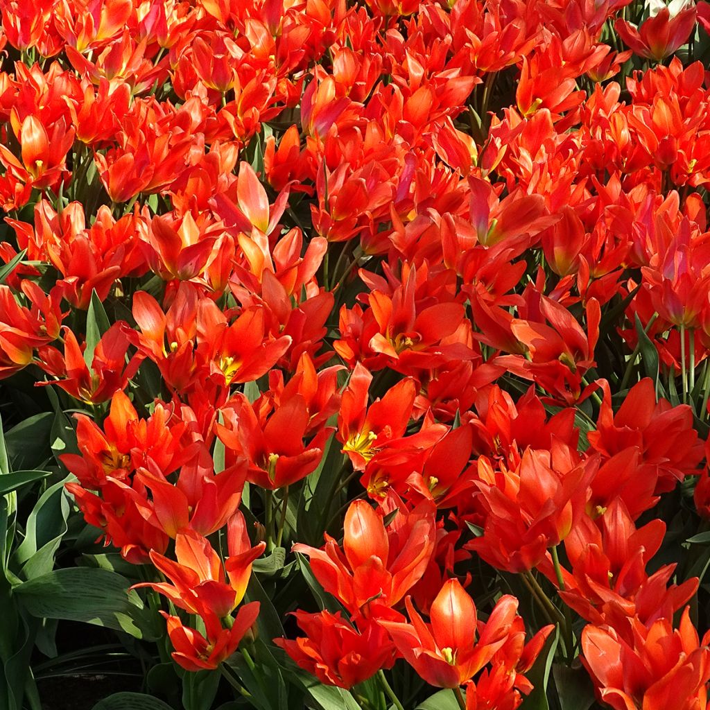 Tulipe botanique greigii Toronto