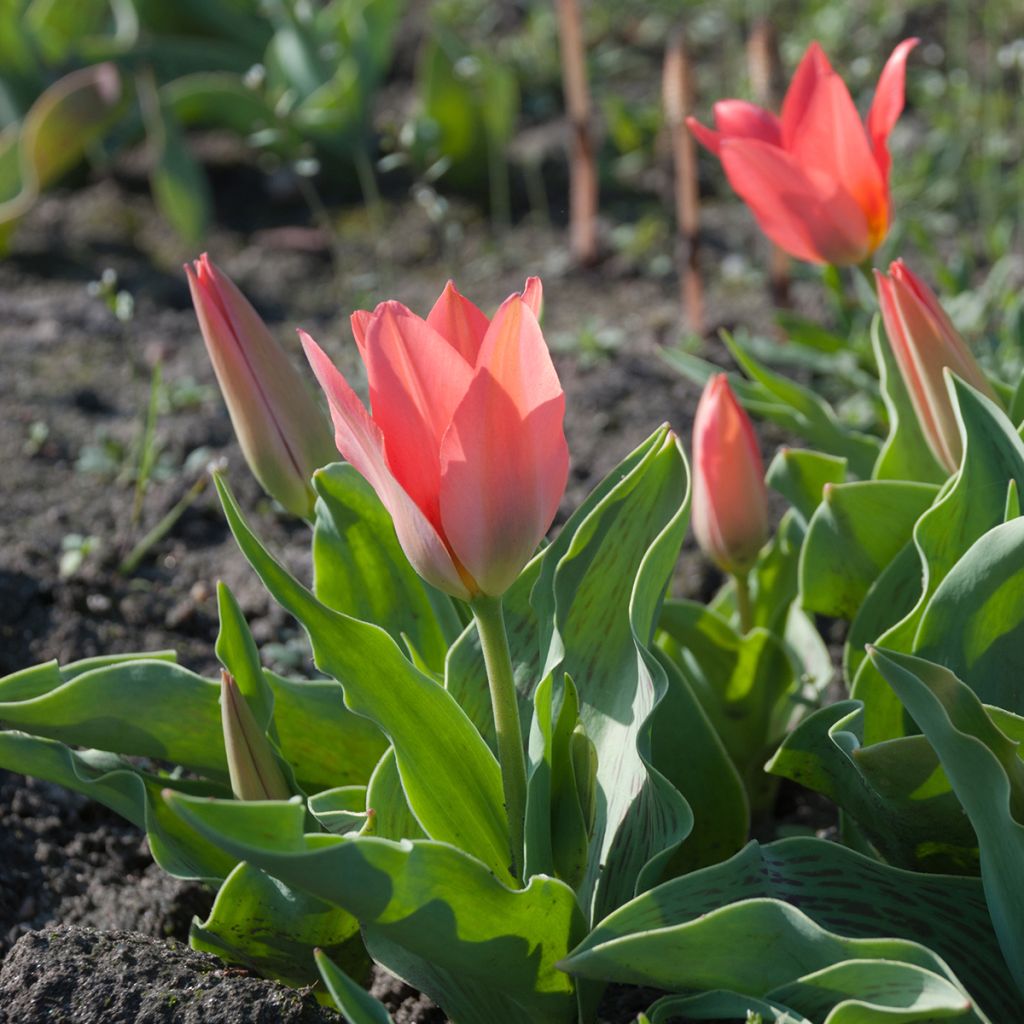 Tulipe botanique greigii Toronto