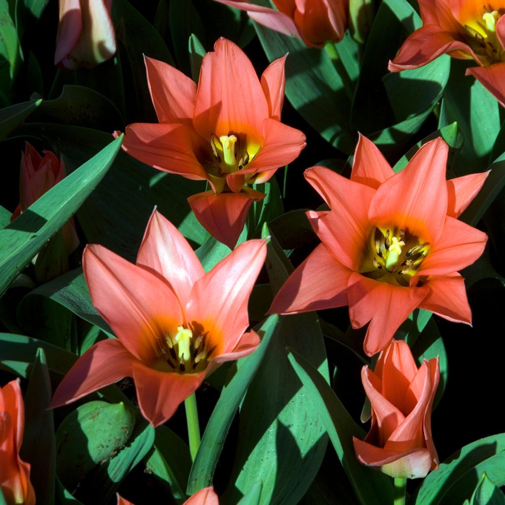 Tulipe botanique greigii Toronto