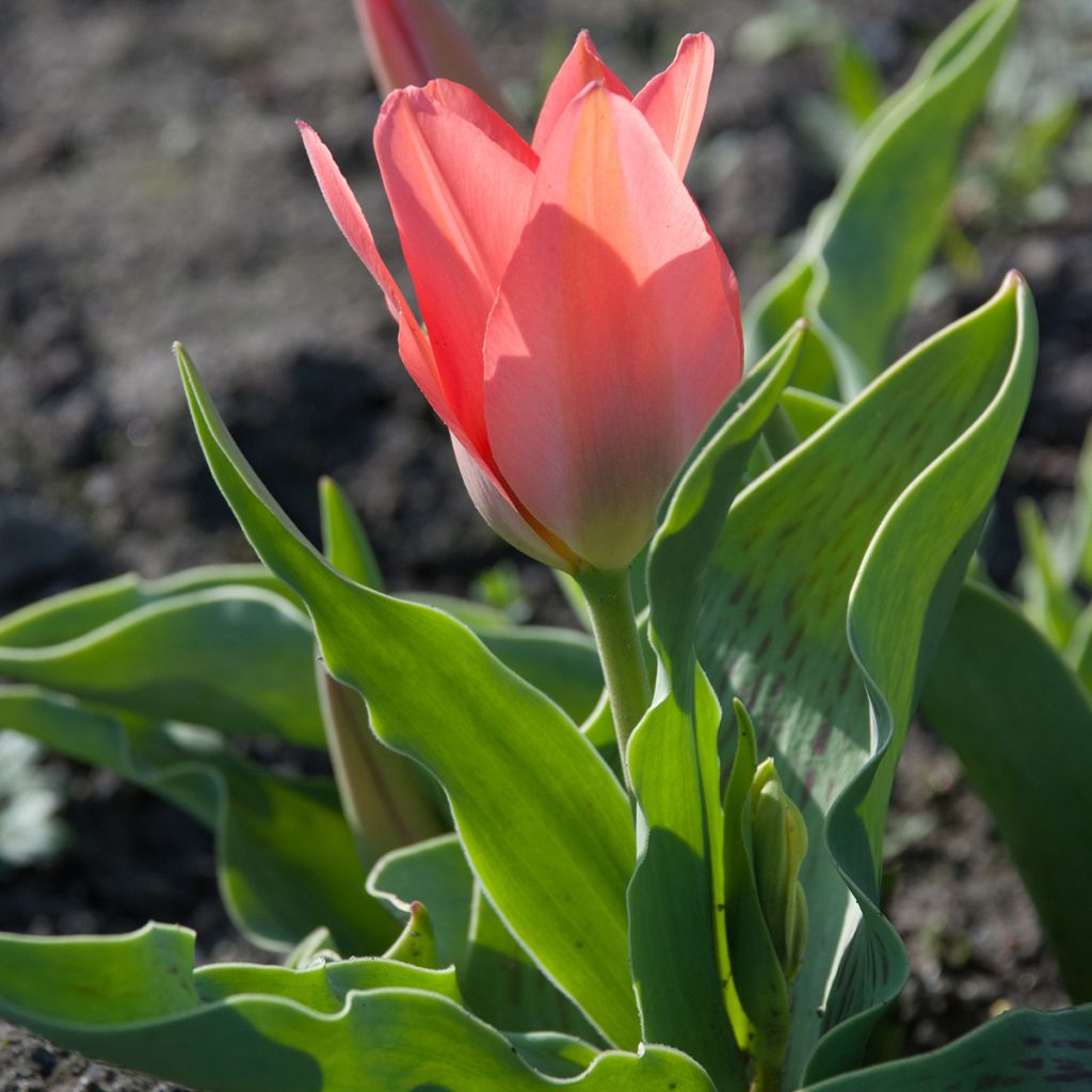 Tulipe botanique greigii Toronto
