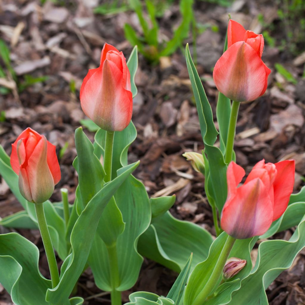 Tulipe botanique greigii Toronto