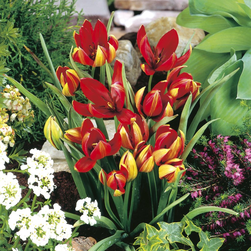 Tulipe botanique hageri