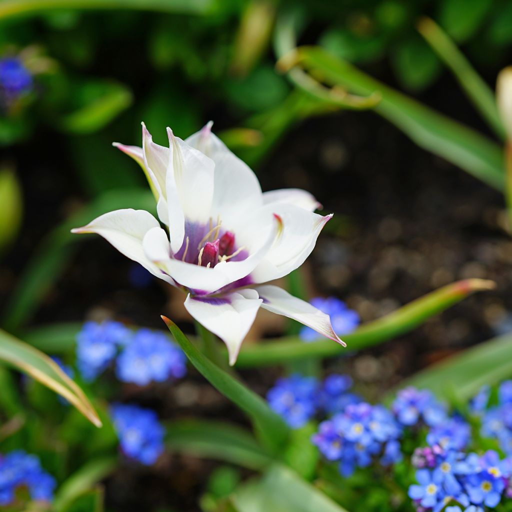 Tulipe botanique humilis Albo.Oculata