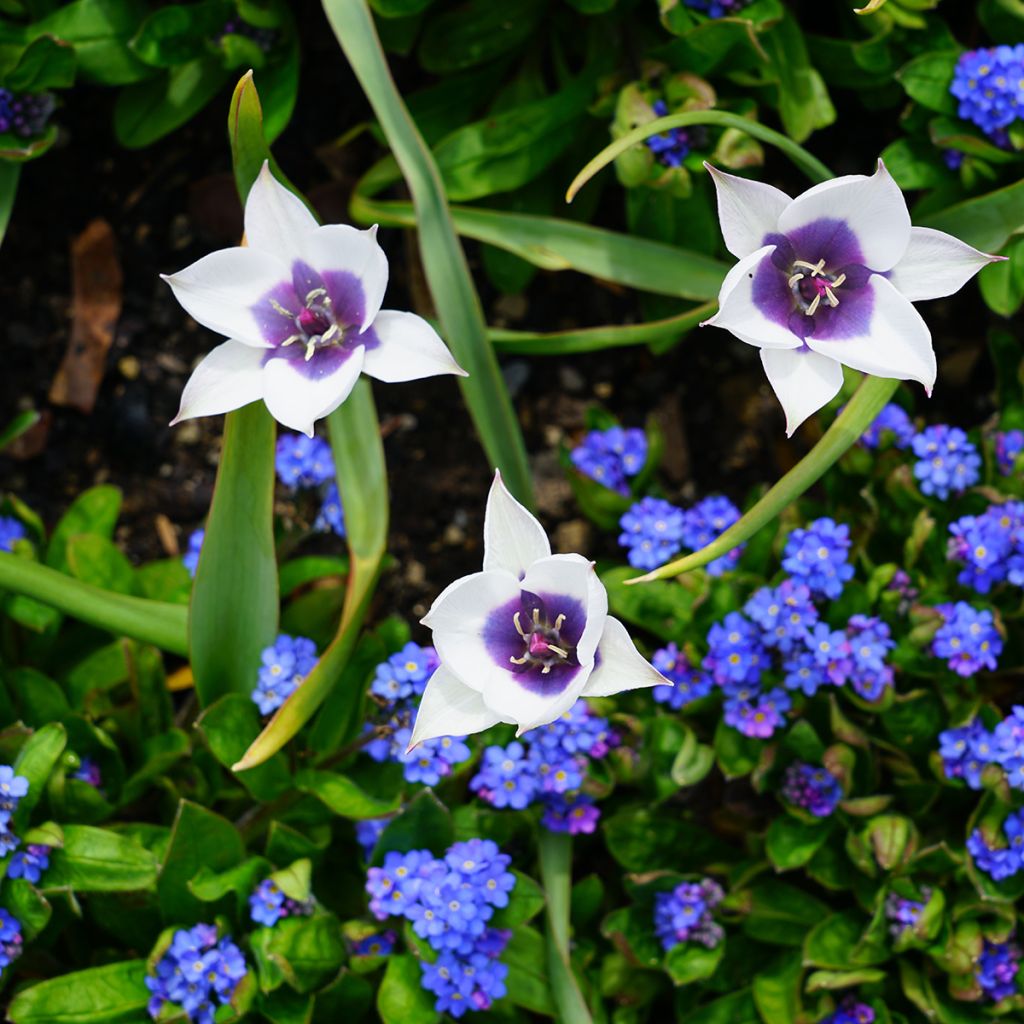 Tulipe botanique humilis Albo.Oculata