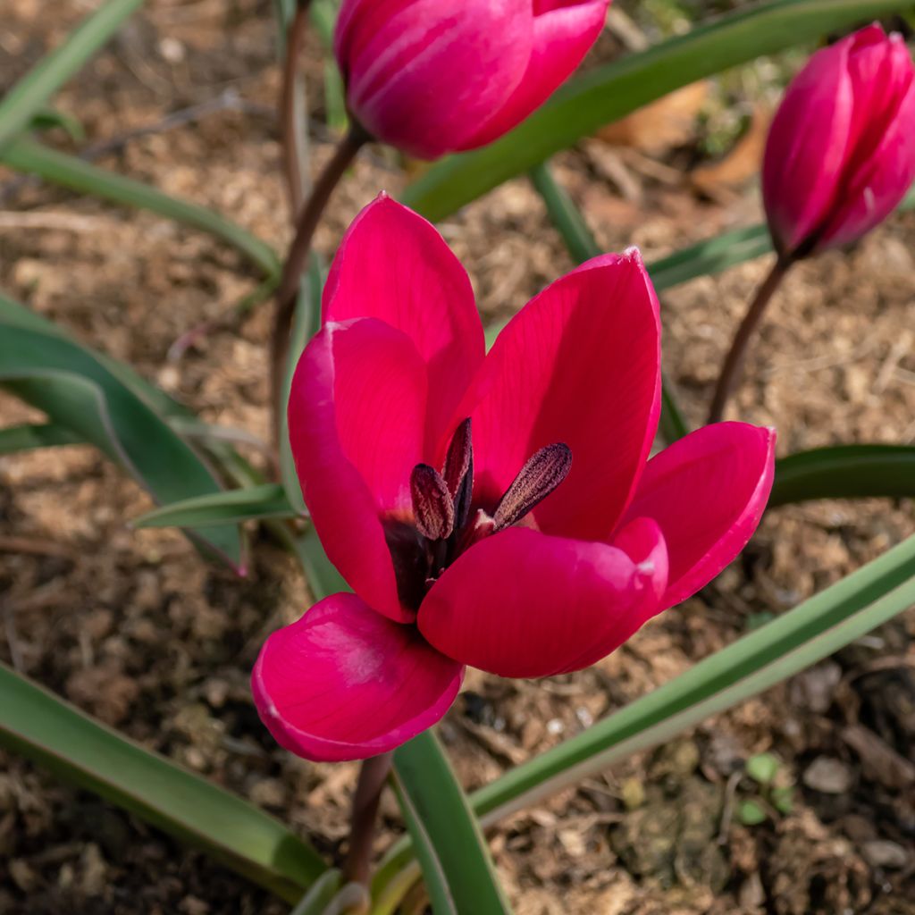 Tulipe botanique humilis pulchella Violacea (Black Base)