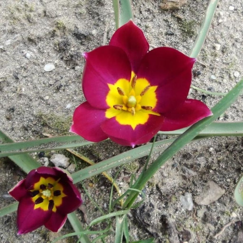 Tulipe botanique humilis pulchella Violacea Yellow Base*