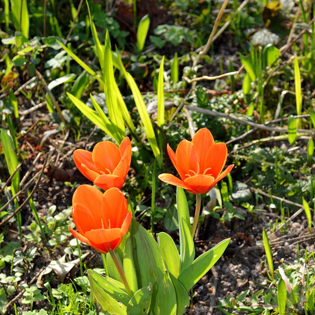Tulipe botanique kaufmanniana Early Harvest