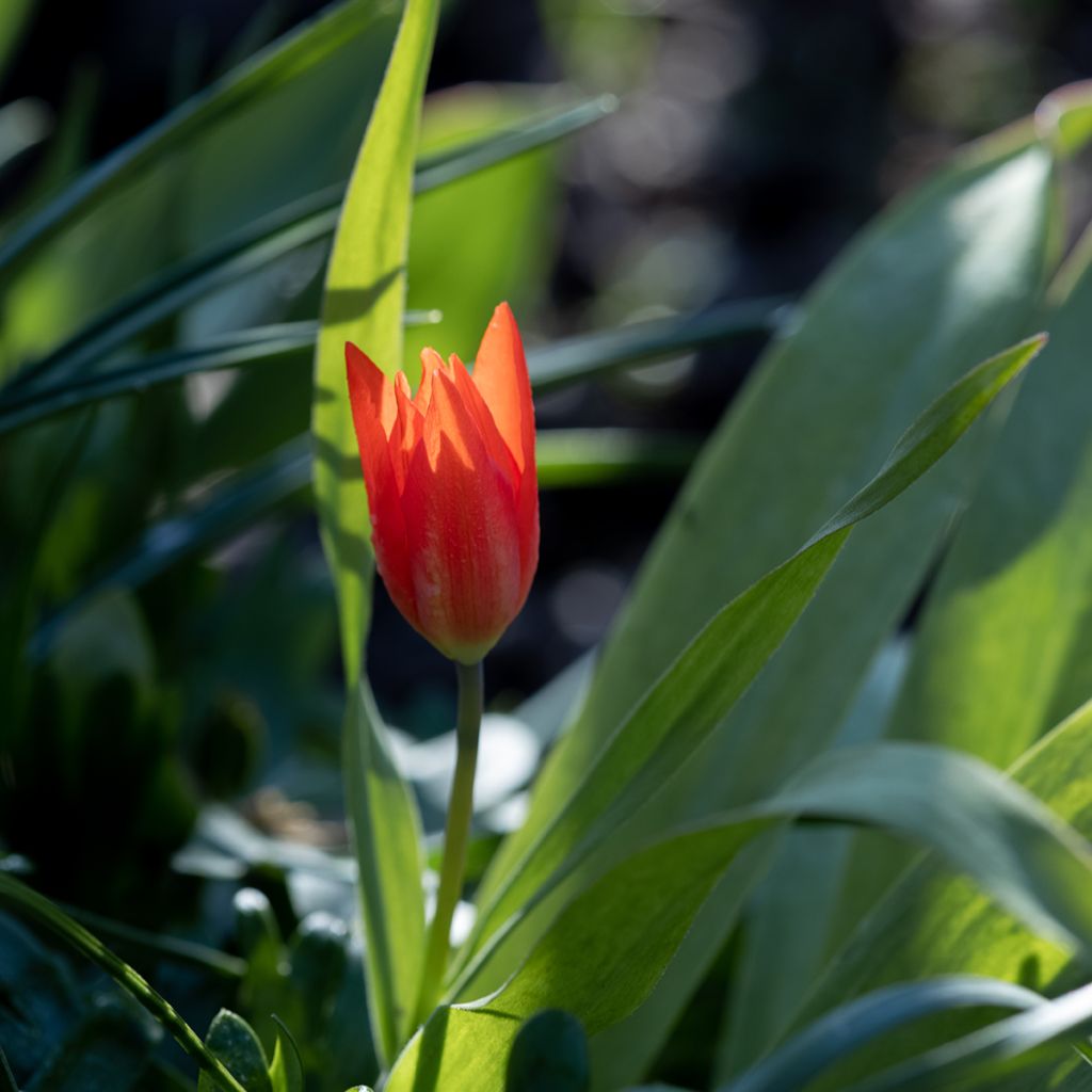Tulipe botanique kaufmanniana Early Harvest