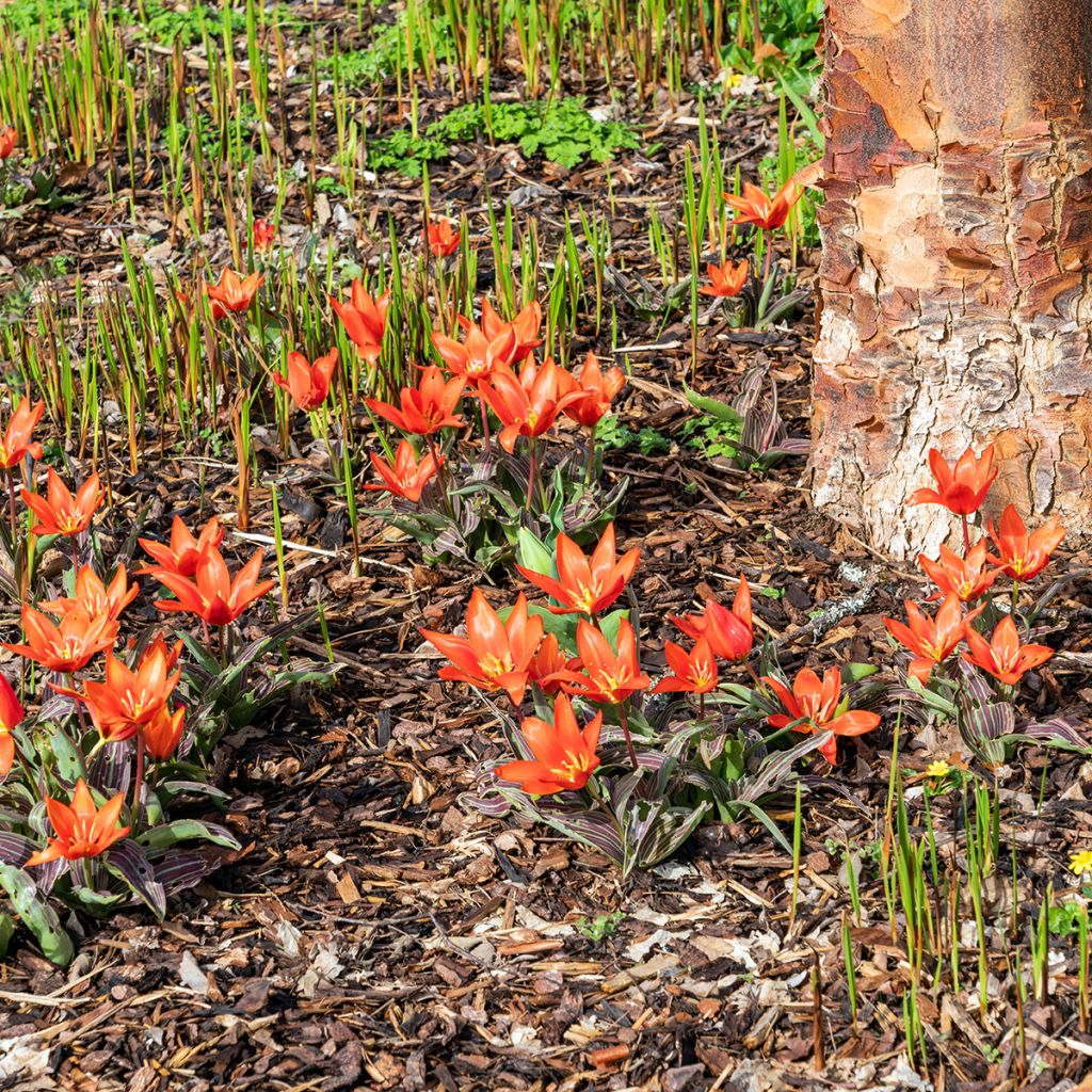 Tulipe botanique kaufmanniana Early Harvest