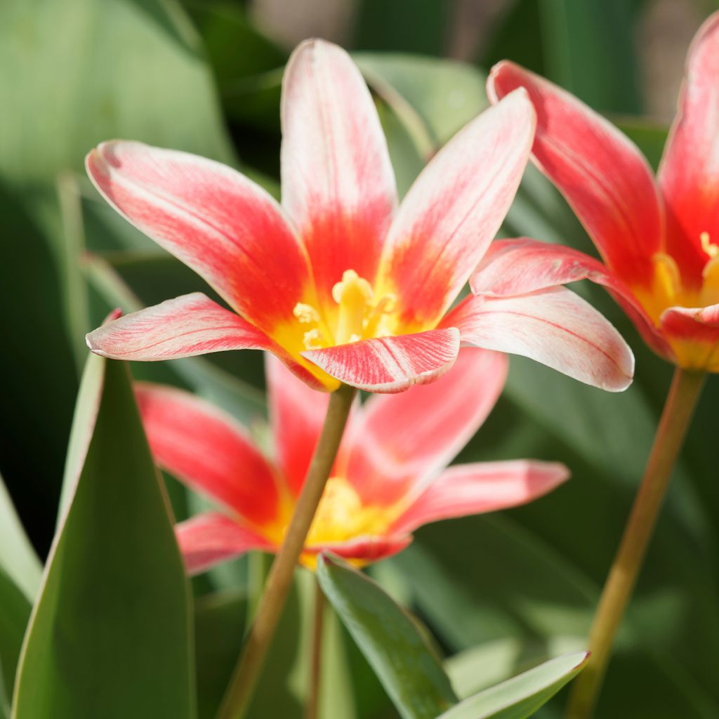 Tulipe botanique kaufmanniana Fashion