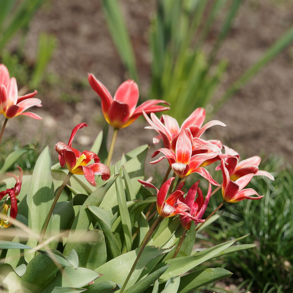 Tulipe botanique kaufmanniana Fashion