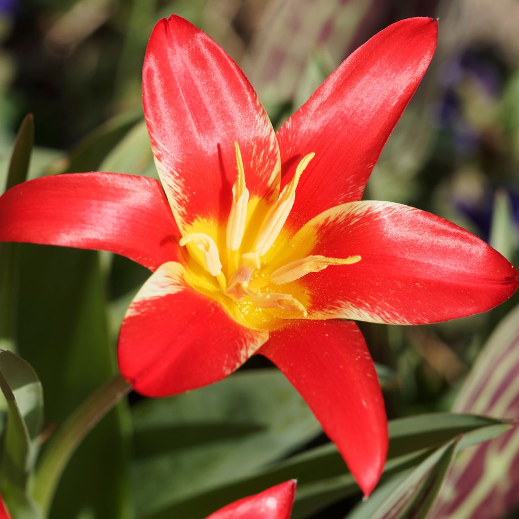 Tulipe botanique kaufmanniana Fashion