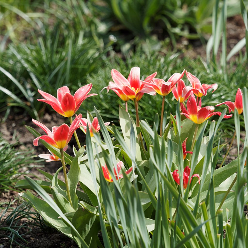 Tulipe botanique kaufmanniana Fashion