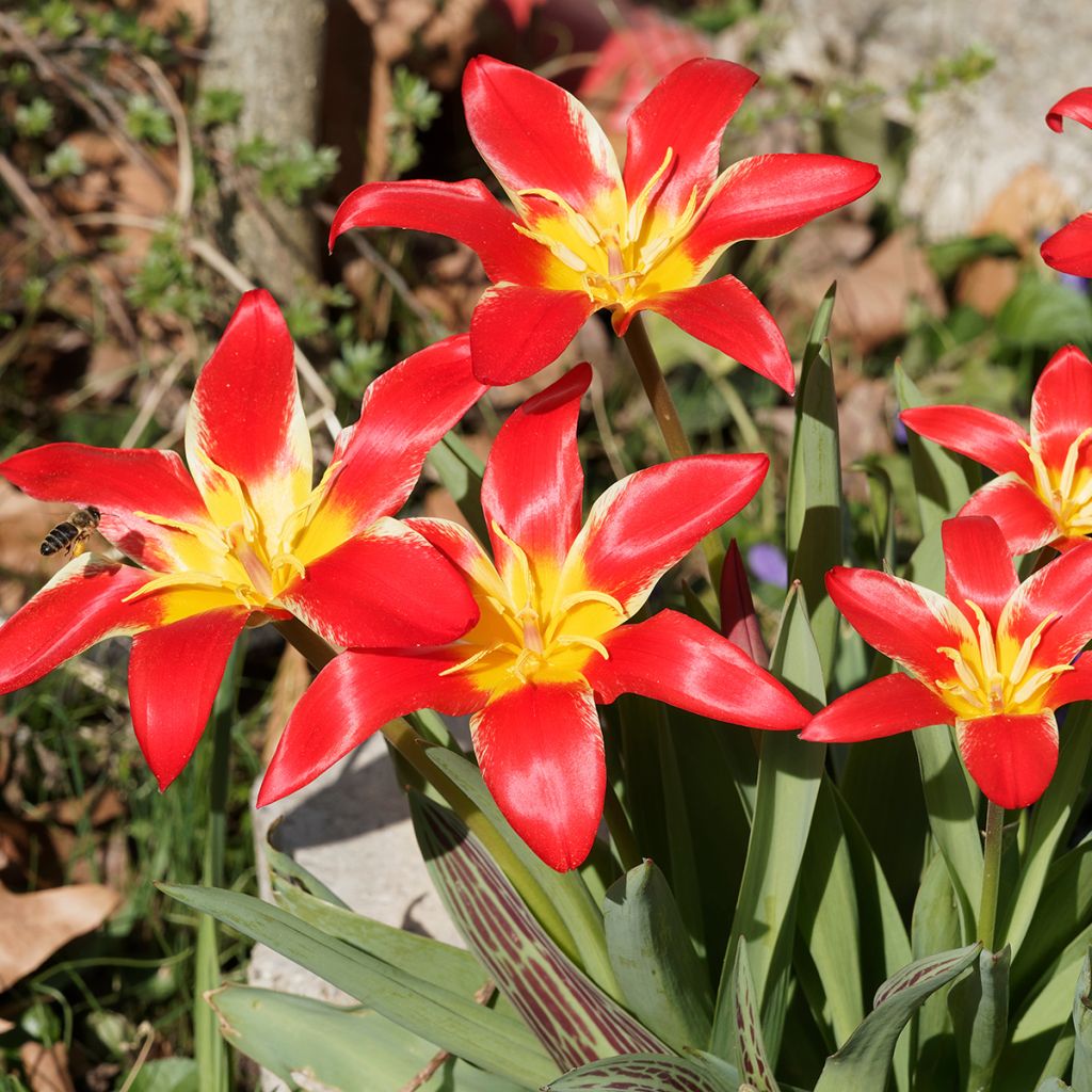 Tulipe botanique kaufmanniana Fashion