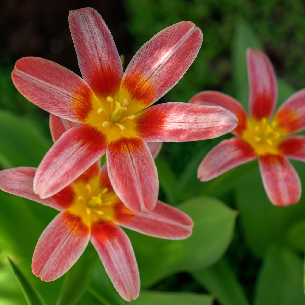 Tulipe botanique kaufmanniana Fashion