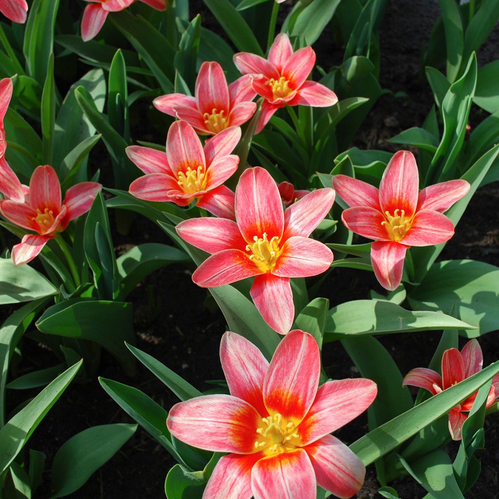 Tulipe botanique kaufmanniana Fashion