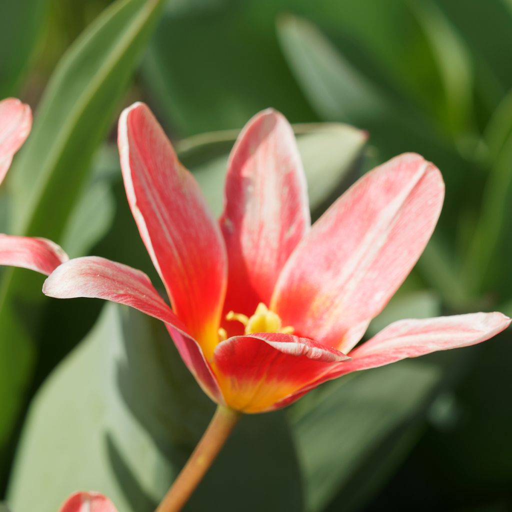 Tulipe botanique kaufmanniana Fashion