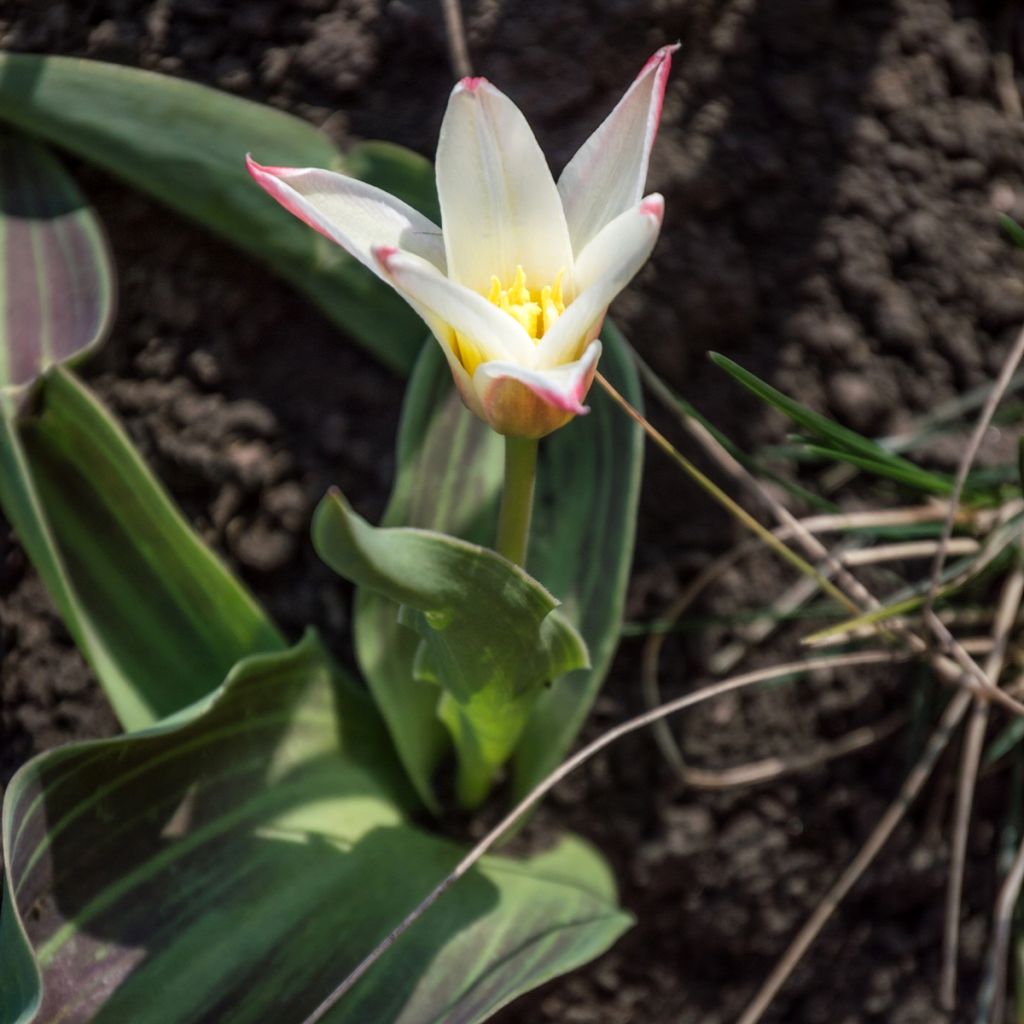Tulipe botanique kaufmanniana Heart's Delight