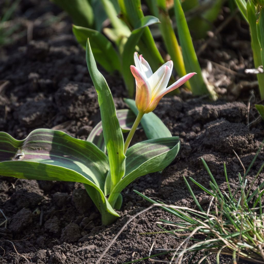 Tulipe botanique kaufmanniana Heart's Delight