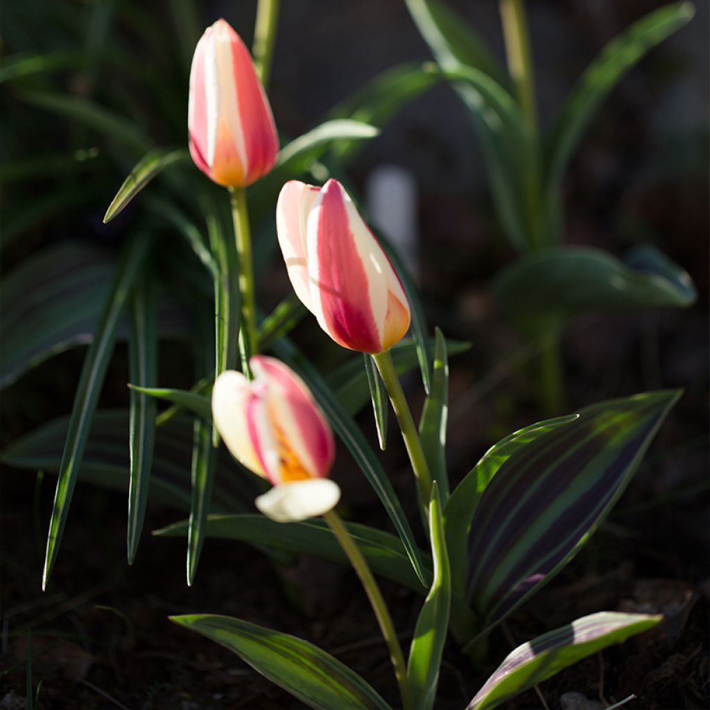 Tulipe botanique kaufmanniana Johann Strauss