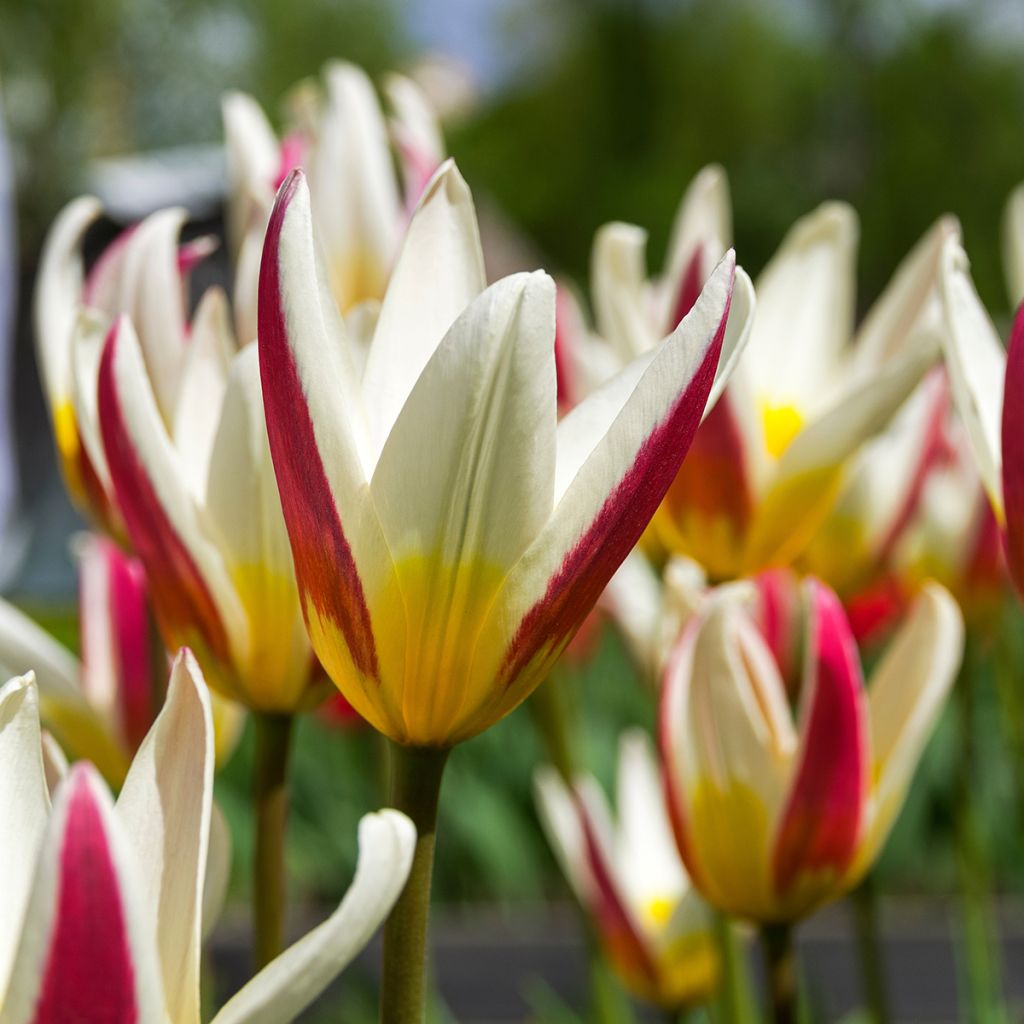 Tulipe botanique kaufmanniana Johann Strauss
