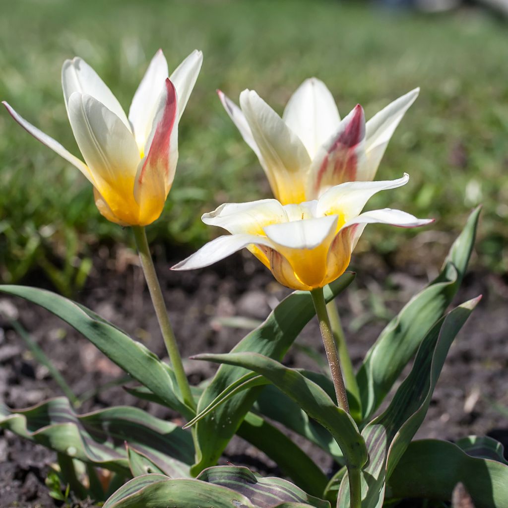 Tulipe botanique kaufmanniana Johann Strauss