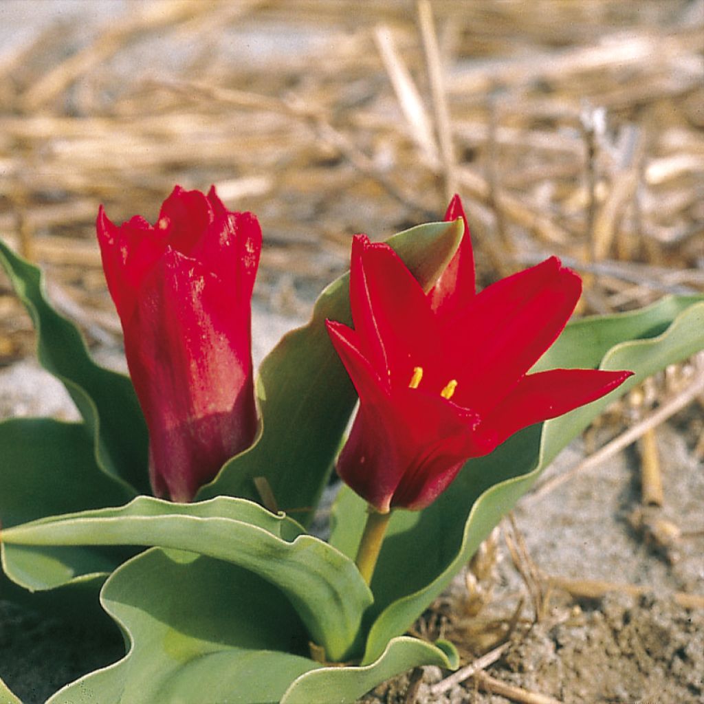Tulipe botanique kaufmanniana Pink Dwarf