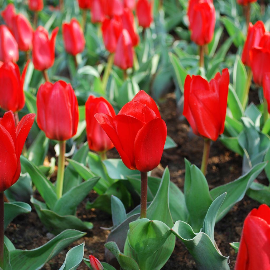 Tulipe botanique kaufmanniana Showwinner