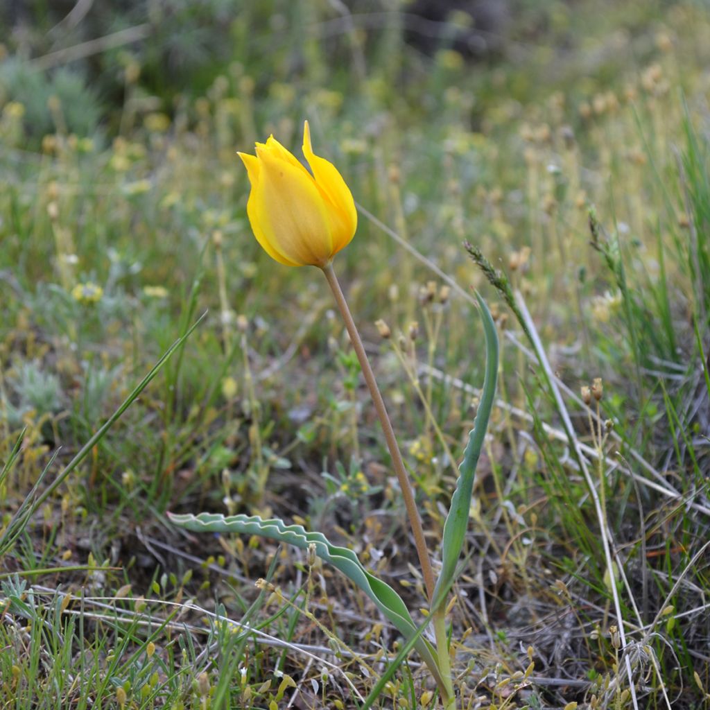 Tulipe botanique kolpakowskiana