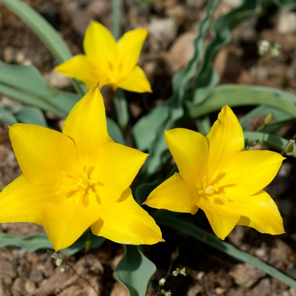 Tulipe botanique kolpakowskiana