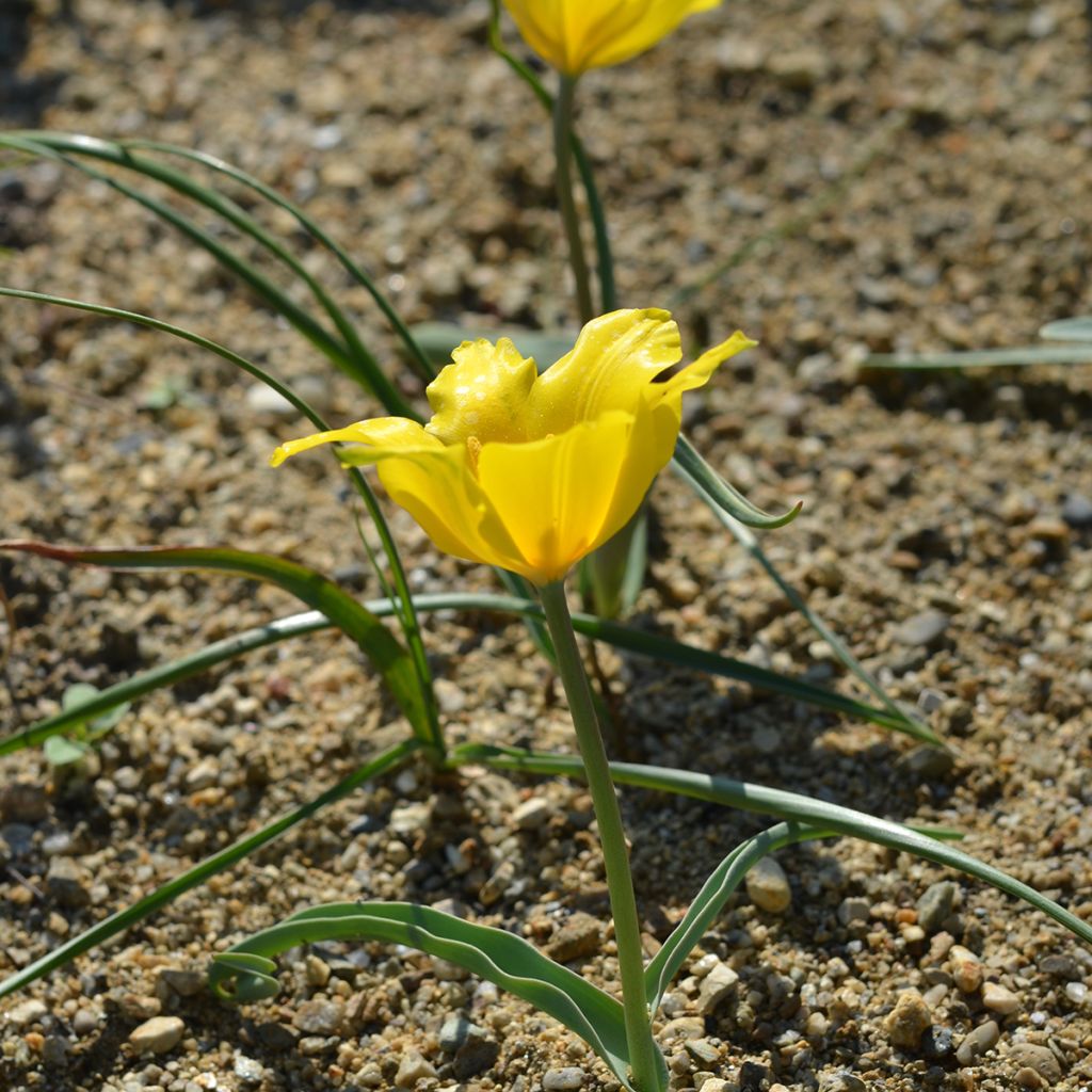 Tulipe botanique kolpakowskiana