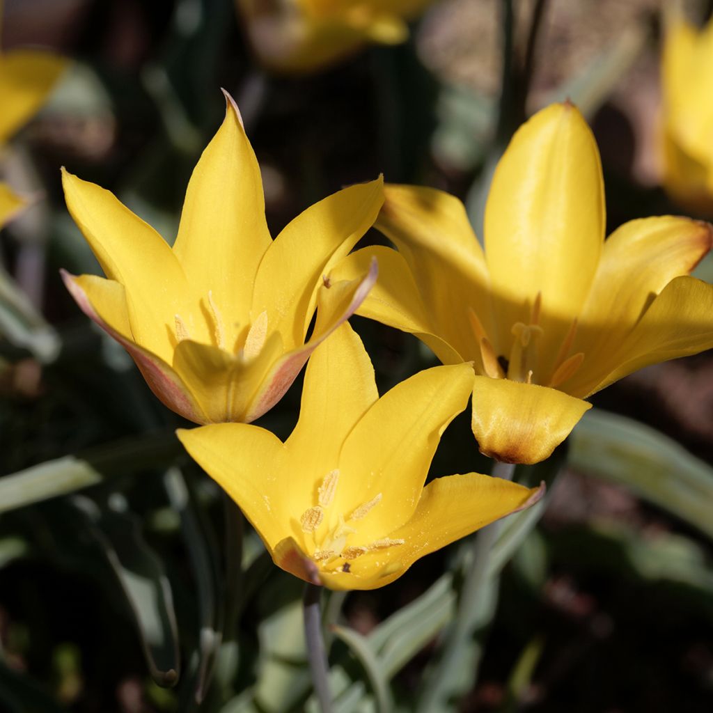 Tulipe botanique kolpakowskiana