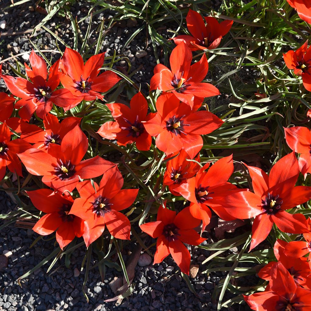 Tulipe botanique linifolia 