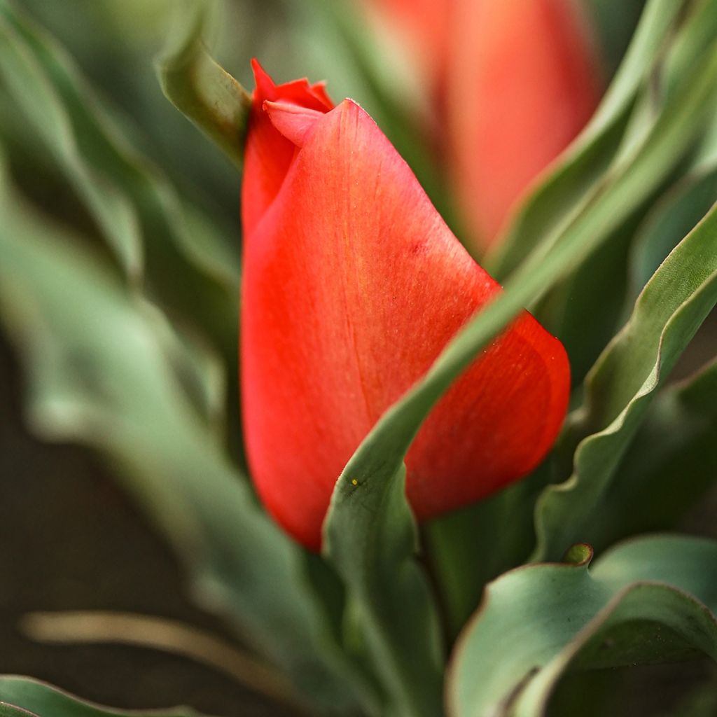 Tulipe botanique linifolia 
