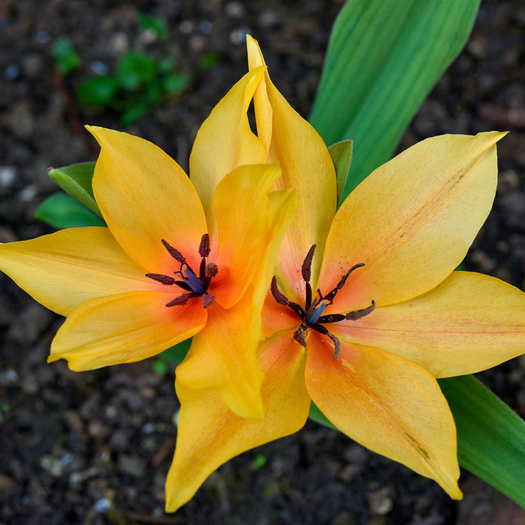 Tulipe botanique orphanidea Flava