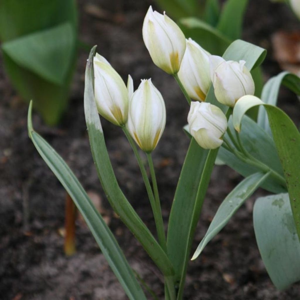 Tulipe Botanique Polychroma